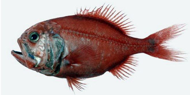 Hoplostethus atlanticus_03.jpg